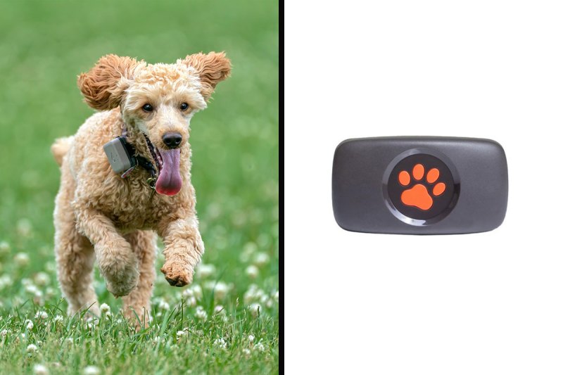 Best Dog Location Tracker