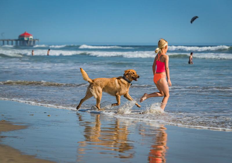 Best Dog Vacations California