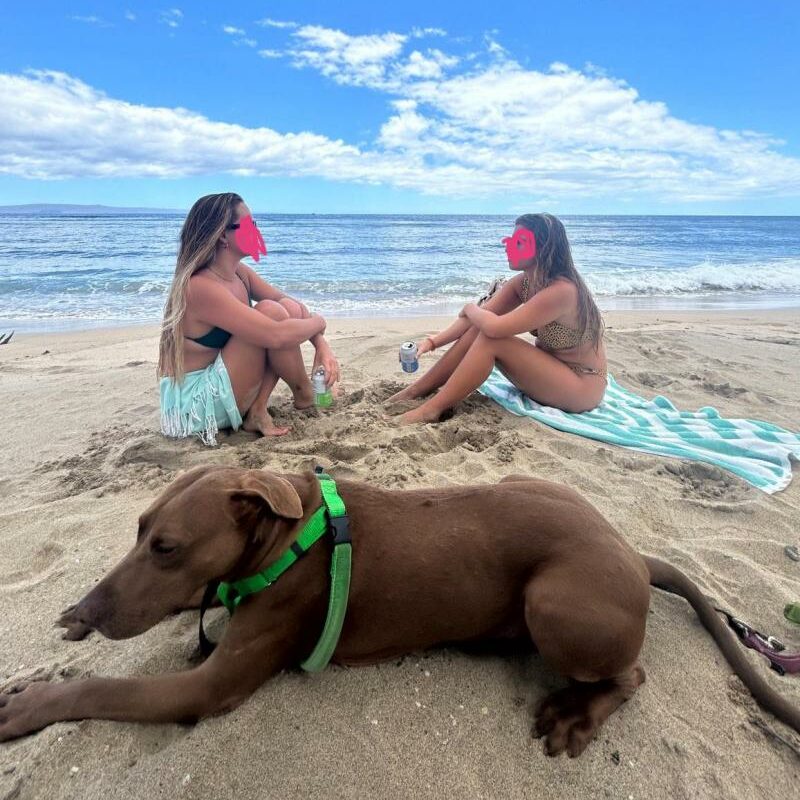 Best Dog Vacations Near Me