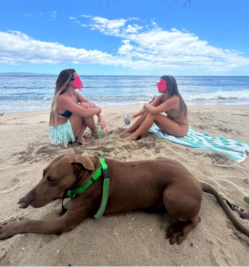 Best Dog Vacations Near Me