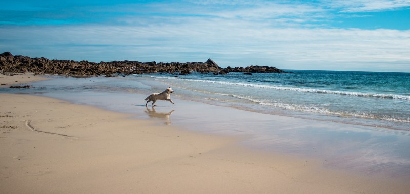 Best Pet Friendly Beaches On East Coast