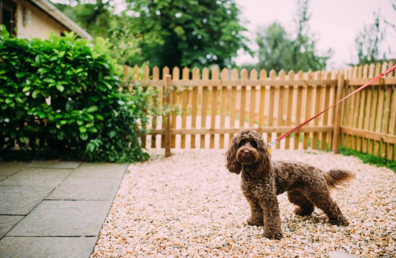 Best Pet Friendly Holidays Uk