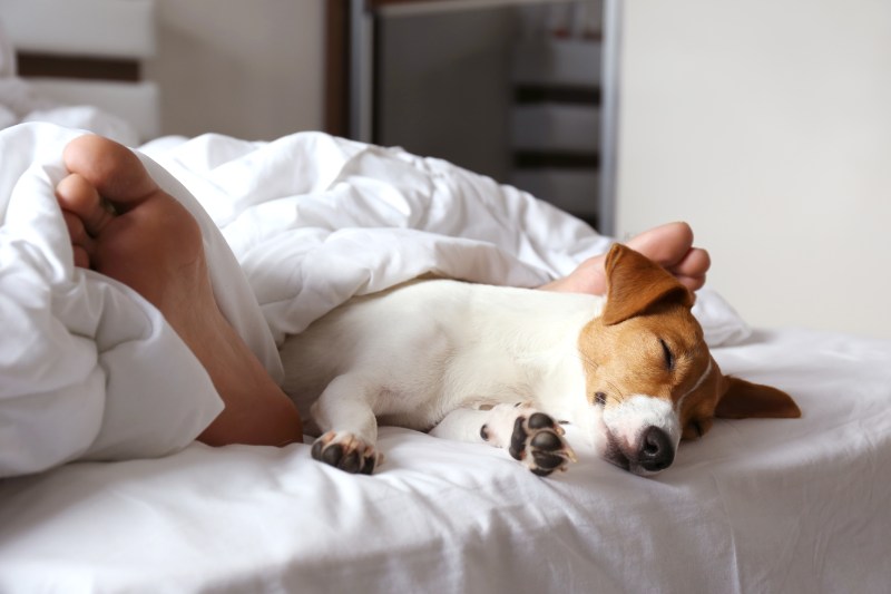 Best Pet Friendly Resorts In The South