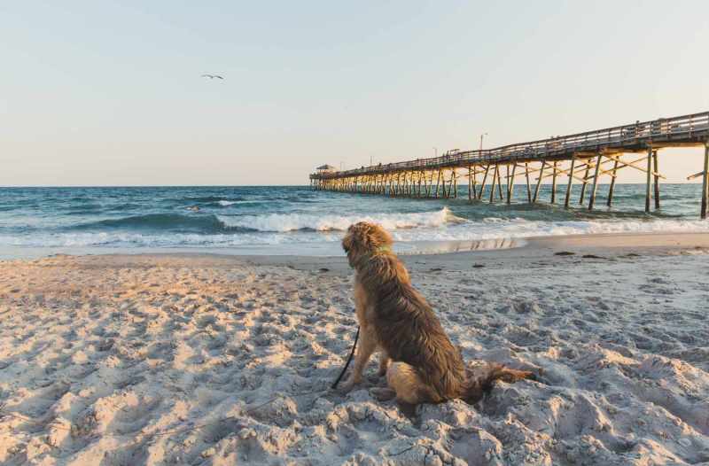 Best Pet Friendly Resorts In The Us