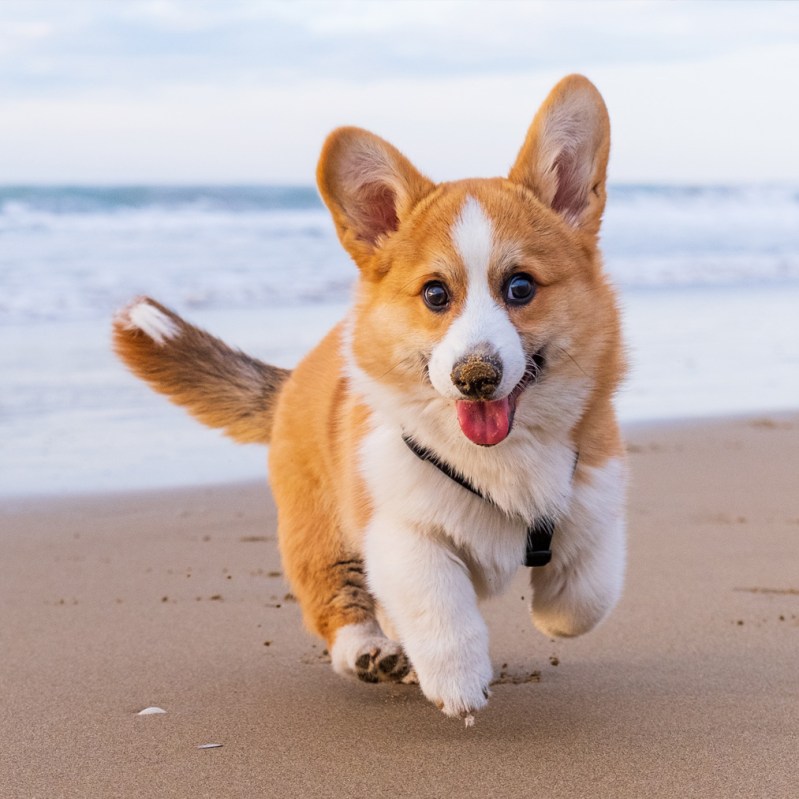 Best Pet Friendly Vacations In The Us