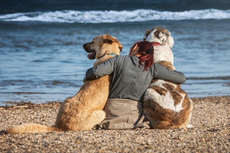 Best Vacations With Dogs East Coast