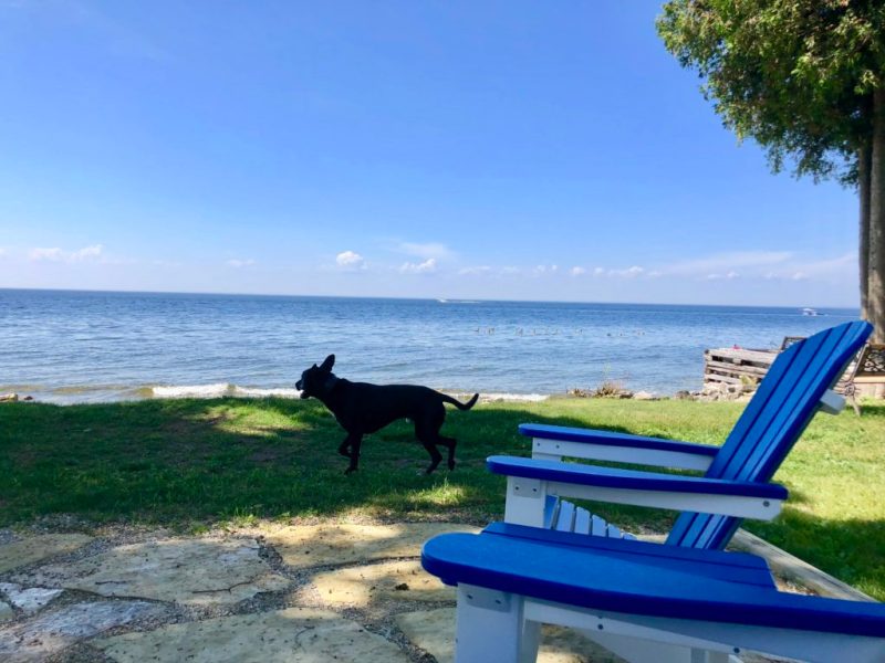 Best Vacations With Dogs Midwest