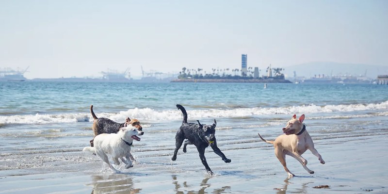 Best Vacations With Dogs West Coast