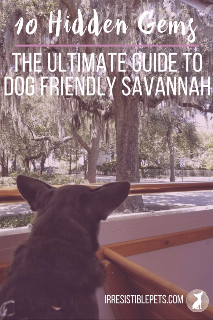 Cheap Dog Friendly Getaways