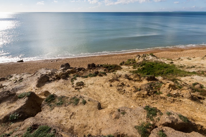 Dog Friendly Beaches Near Me All Year Round