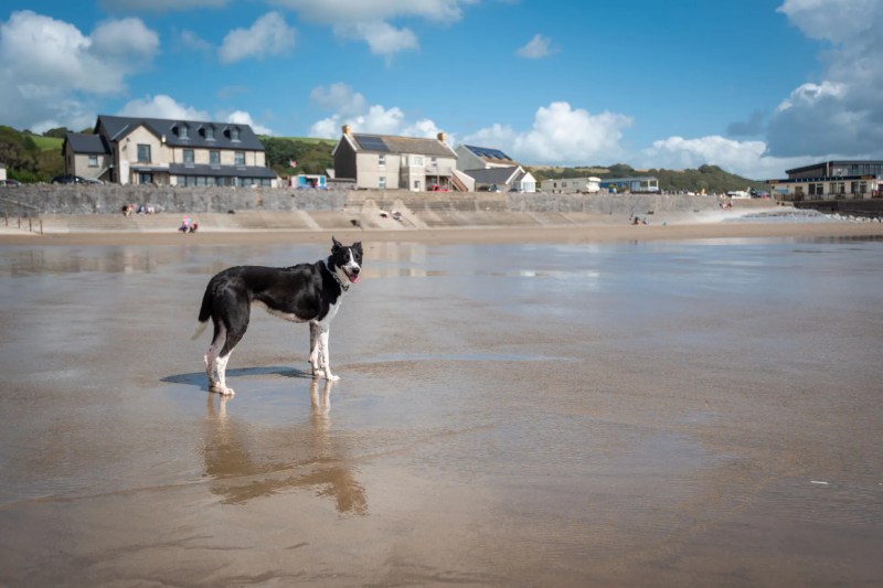 Dog Friendly Holidays Brecon Beacons