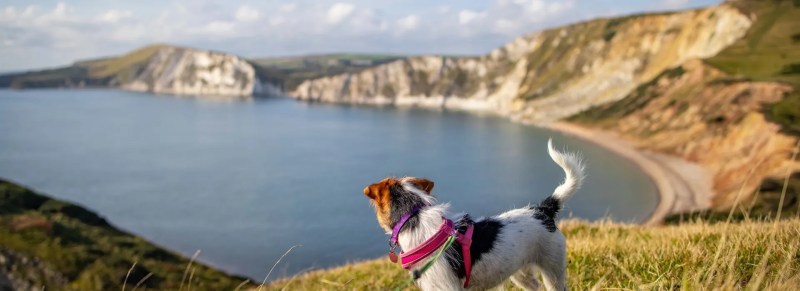 Dog Friendly Holidays Devon And Dorset