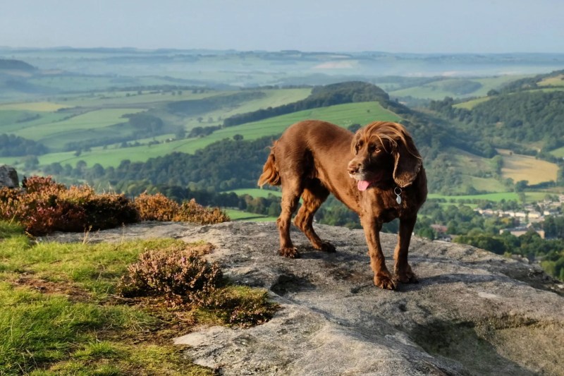 Dog Friendly Holidays Forest Of Dean