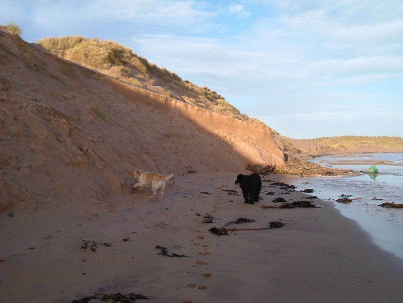 Dog Friendly Holidays Gower Peninsula