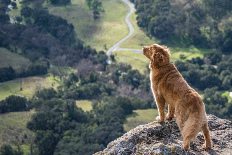 Dog Friendly Holidays To Cornwall