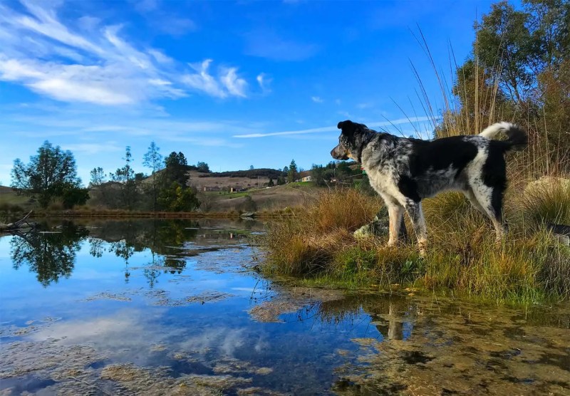 Dog Friendly Lodging Lake Tahoe