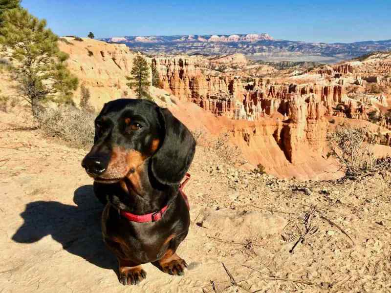 Dog Friendly Lodging Near Kanab Ut