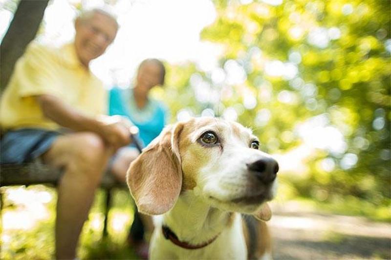 Dog Friendly Places Near Me To Walk