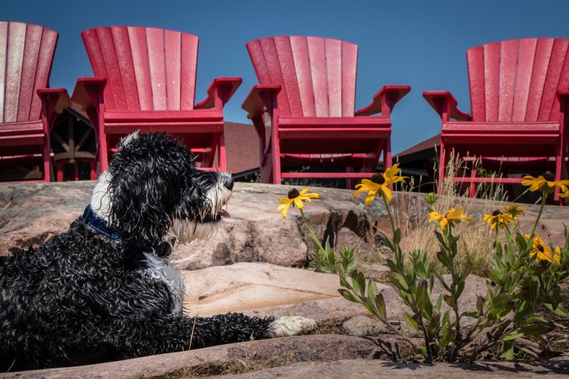 Dog Friendly Places To Visit On The East Coast