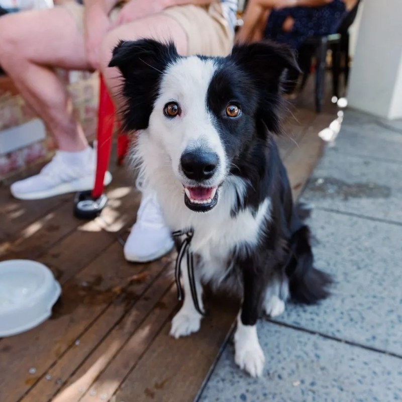 Dog Friendly Pubs Near Me Now