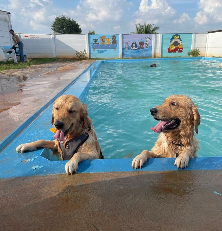 Dog Friendly Resorts Near Bangalore