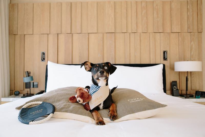 Dog Friendly Resorts Washington