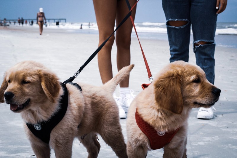 Dog Friendly Vacation Ideas East Coast