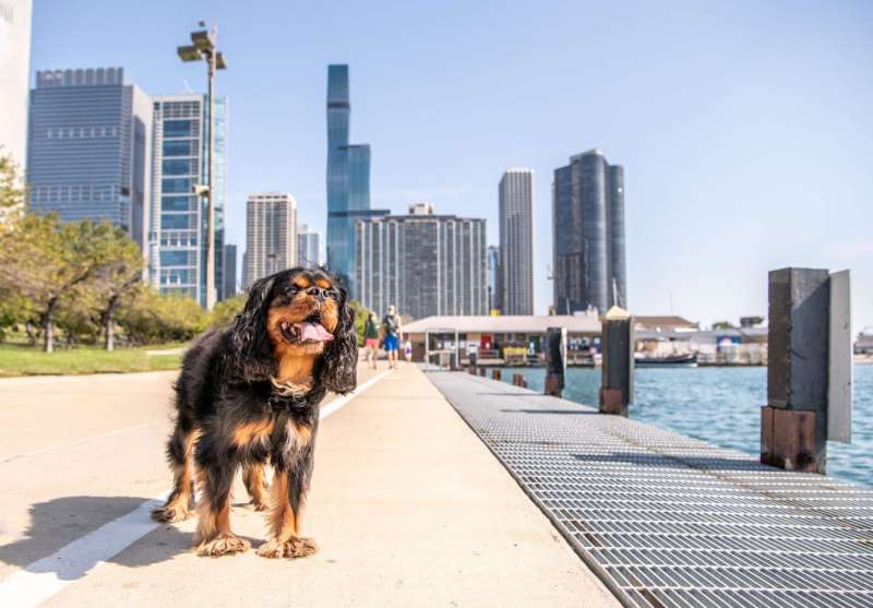 Dog Friendly Vacation Spots East Coast