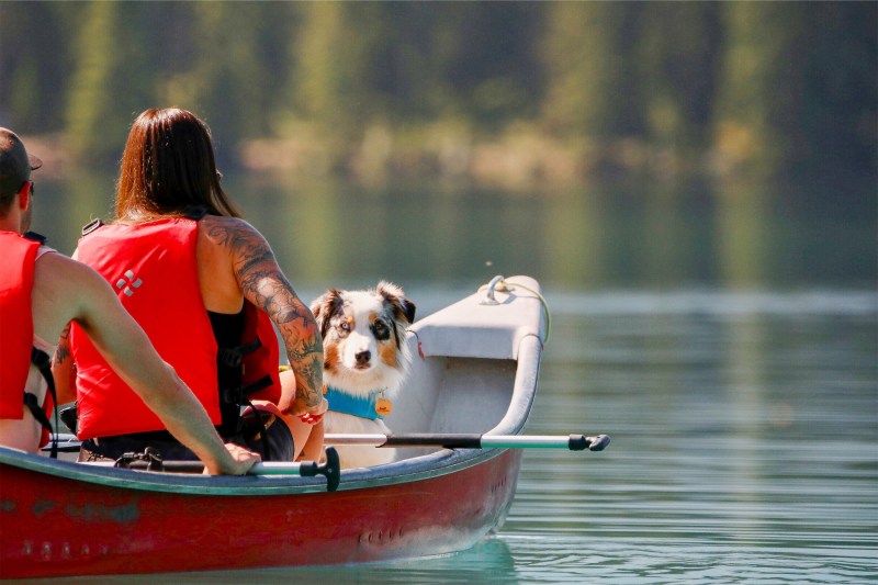 Dog Friendly Vacations Alberta