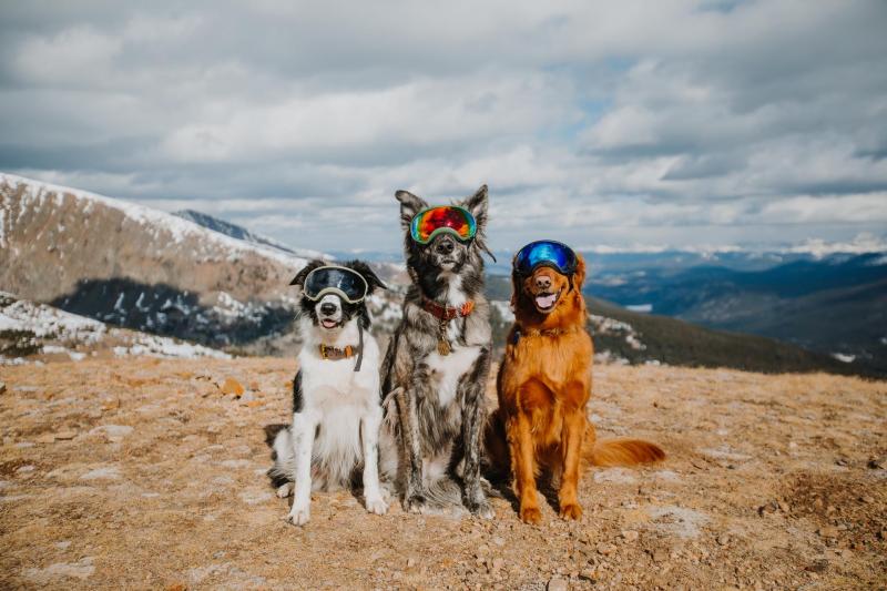 Dog Friendly Vacations Canada