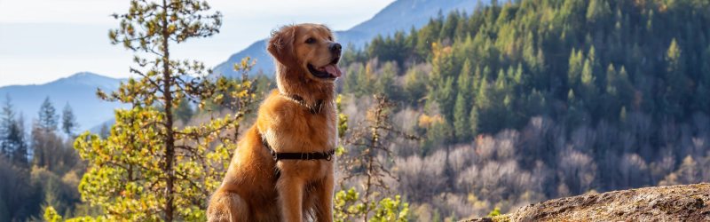 Dog Friendly Vacations Colorado