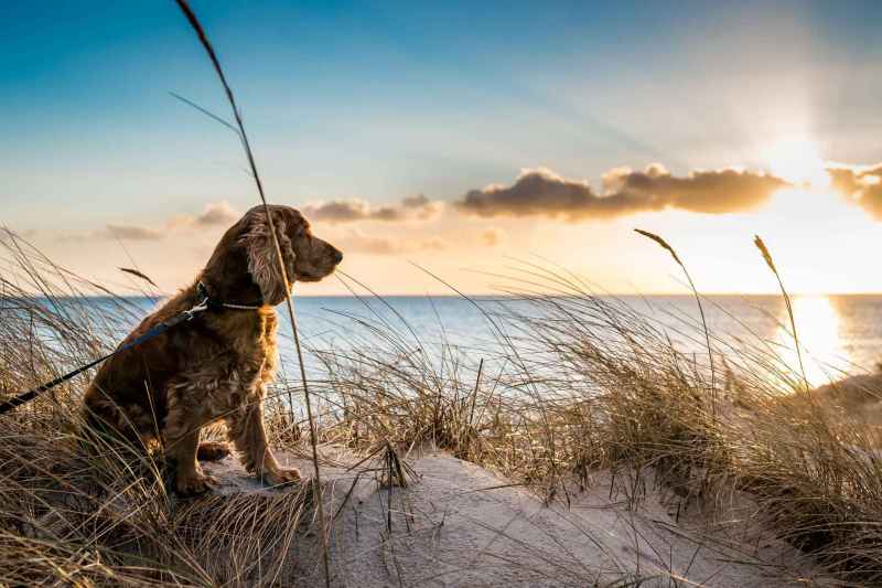 Dog Friendly Vacations East Coast