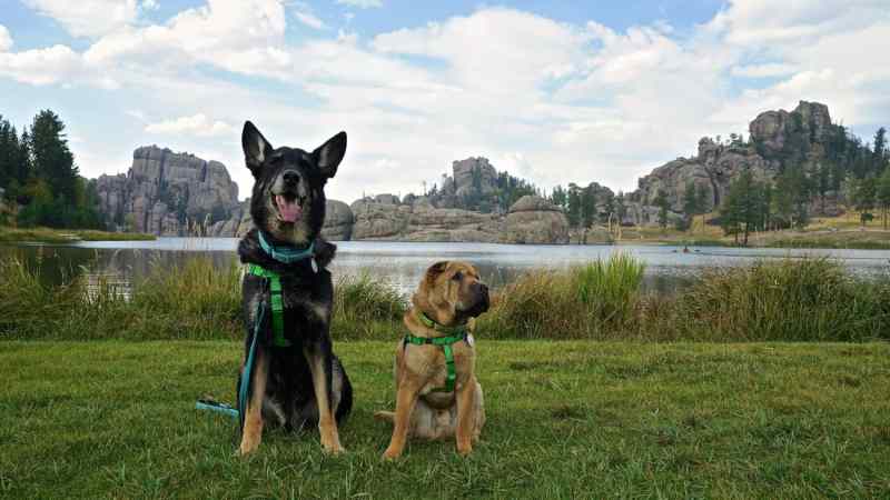 Dog Friendly Vacations Minnesota