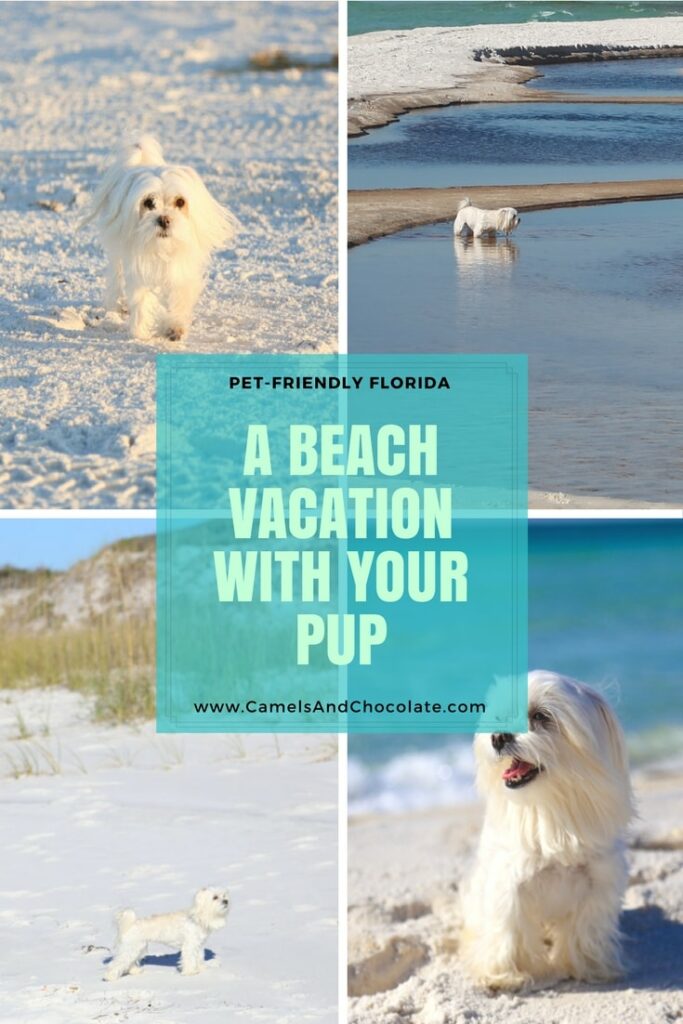 Dog Friendly Vacations South