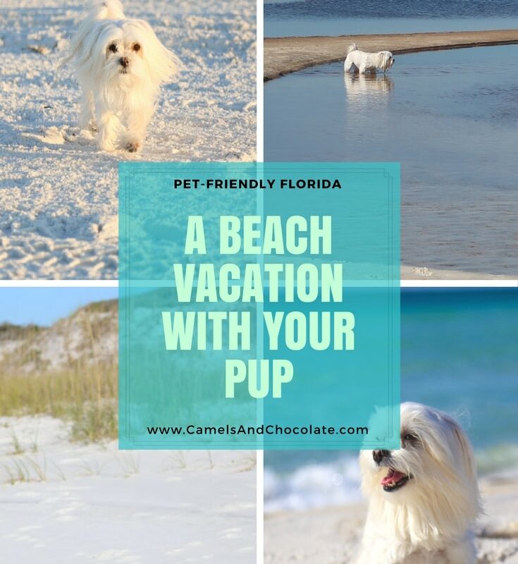 Dog Friendly Vacations South