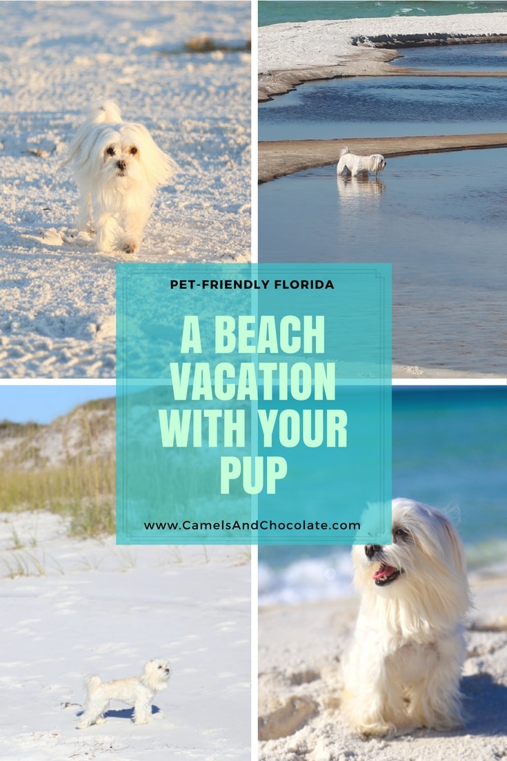 Dog Friendly Vacations South