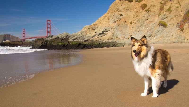 Dog Friendly Vacations Usa