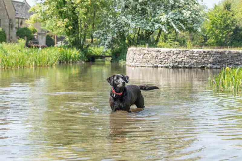 Dog-friendly Weekend Getaways East Coast