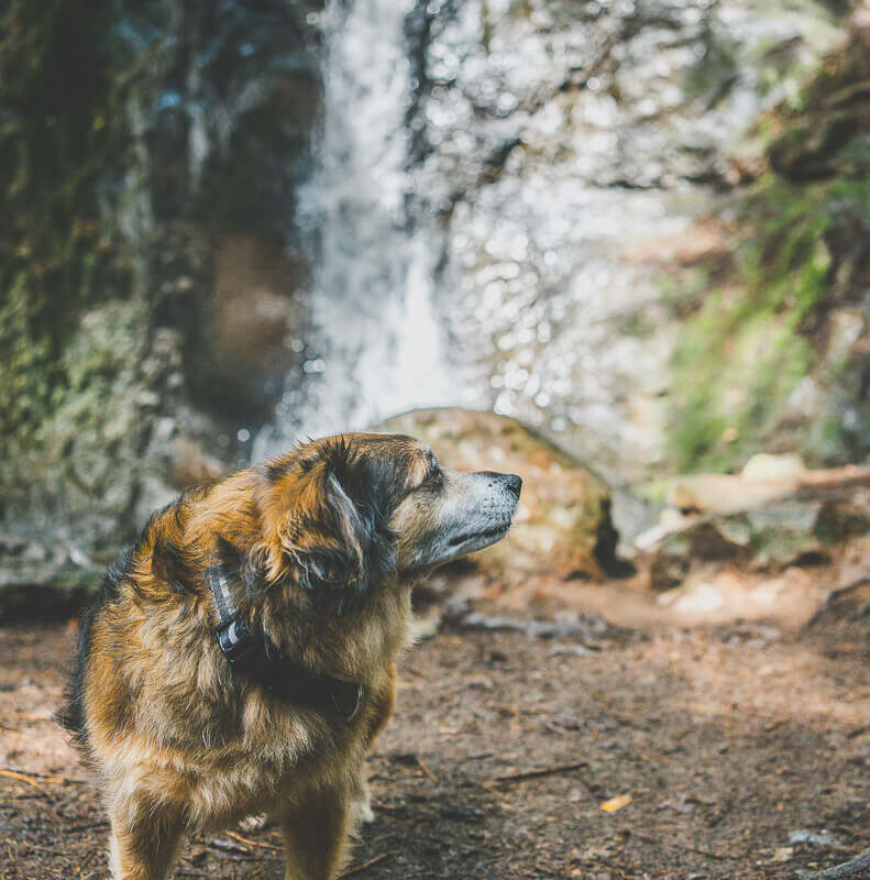 Dog Friendly Weekend Trips Near Me