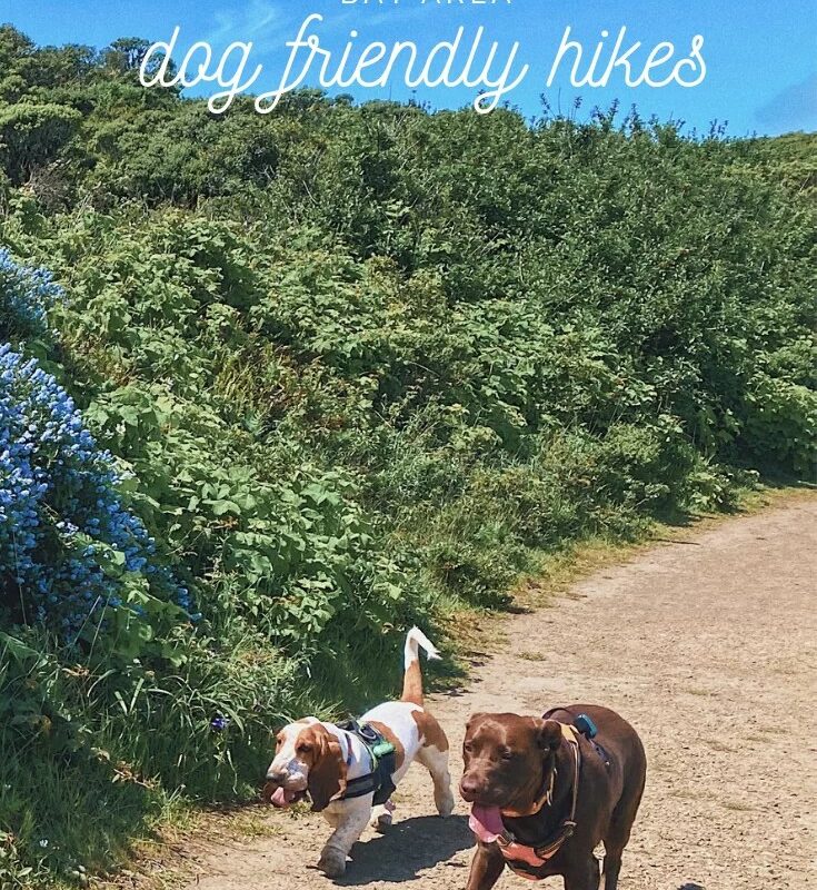 Good Dog Friendly Hikes Near Me