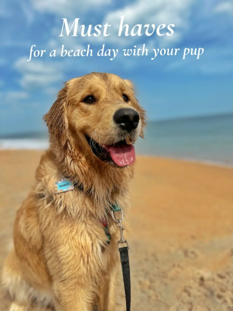 Great Vacations With Your Dog