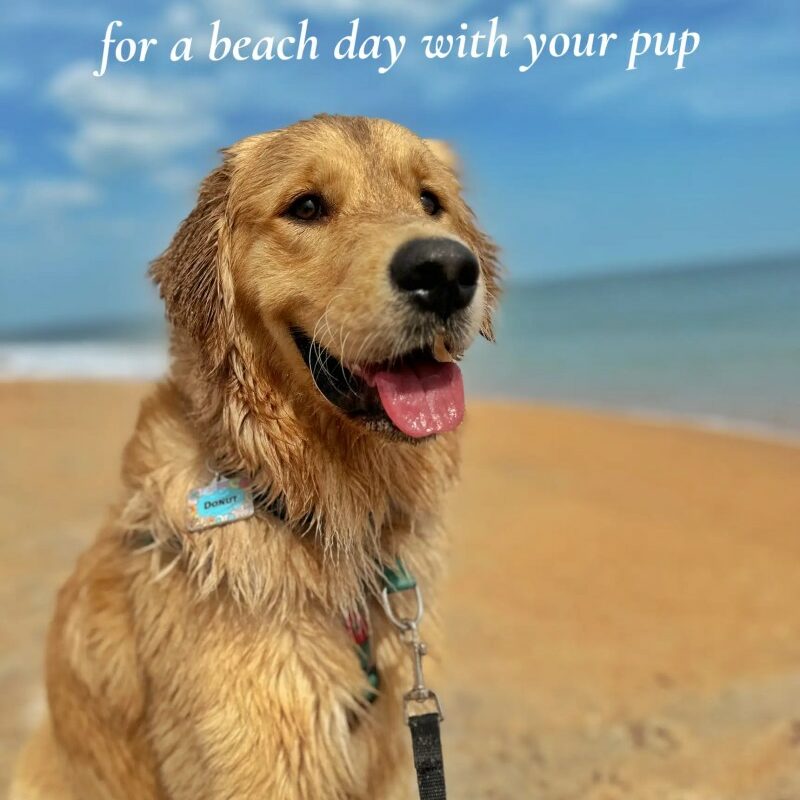 Great Vacations With Your Dog