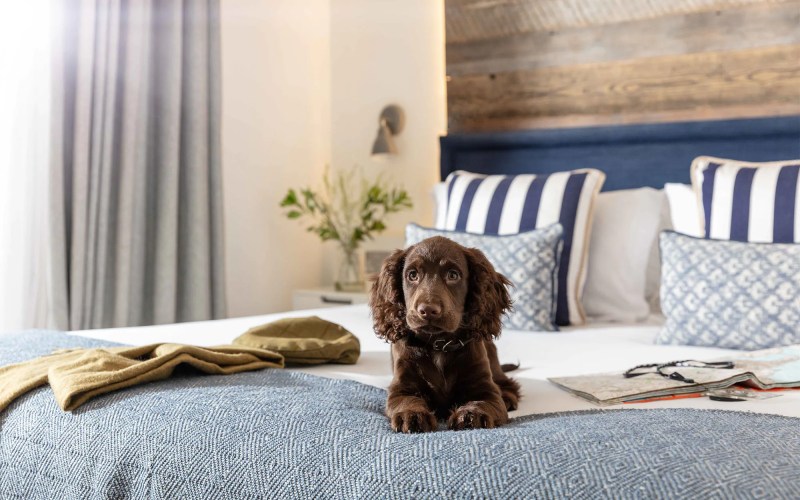 Luxury Vacations With Dogs