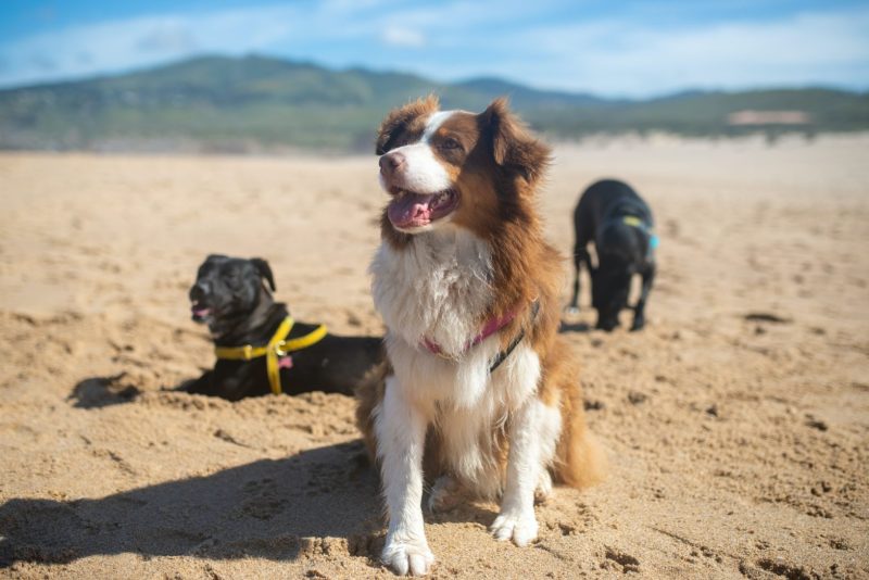 Places To Go On Vacation With Dogs