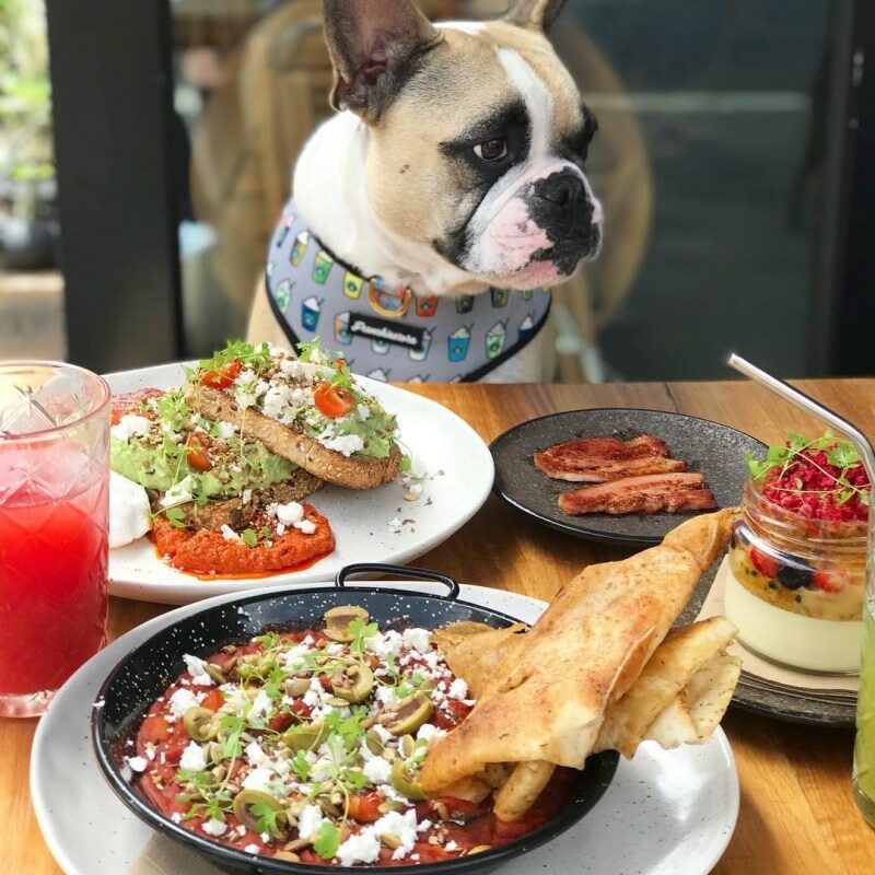 Restaurant With Dog Friendly Patio Near Me