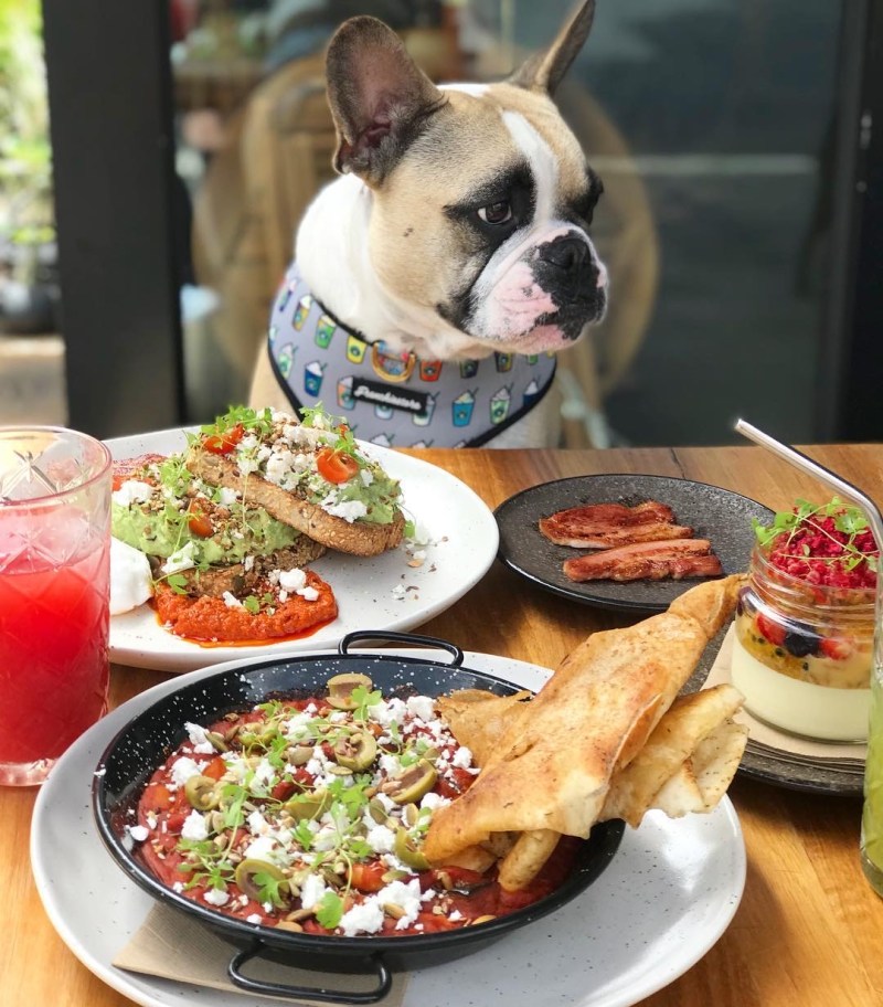 Restaurant With Dog Friendly Patio Near Me