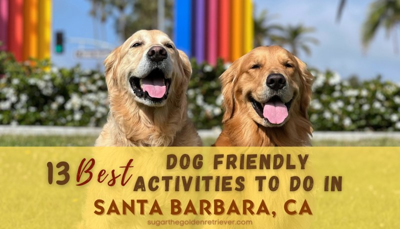 Things To Do Near Me That Are Dog Friendly