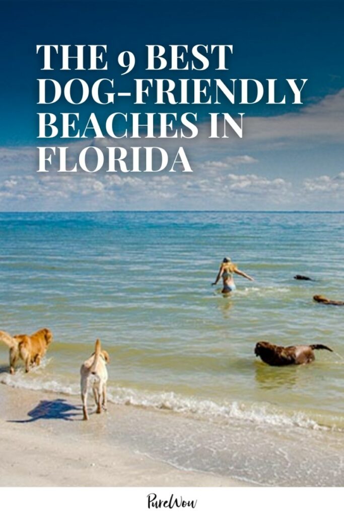 Vacation Spots Near Me Dog Friendly