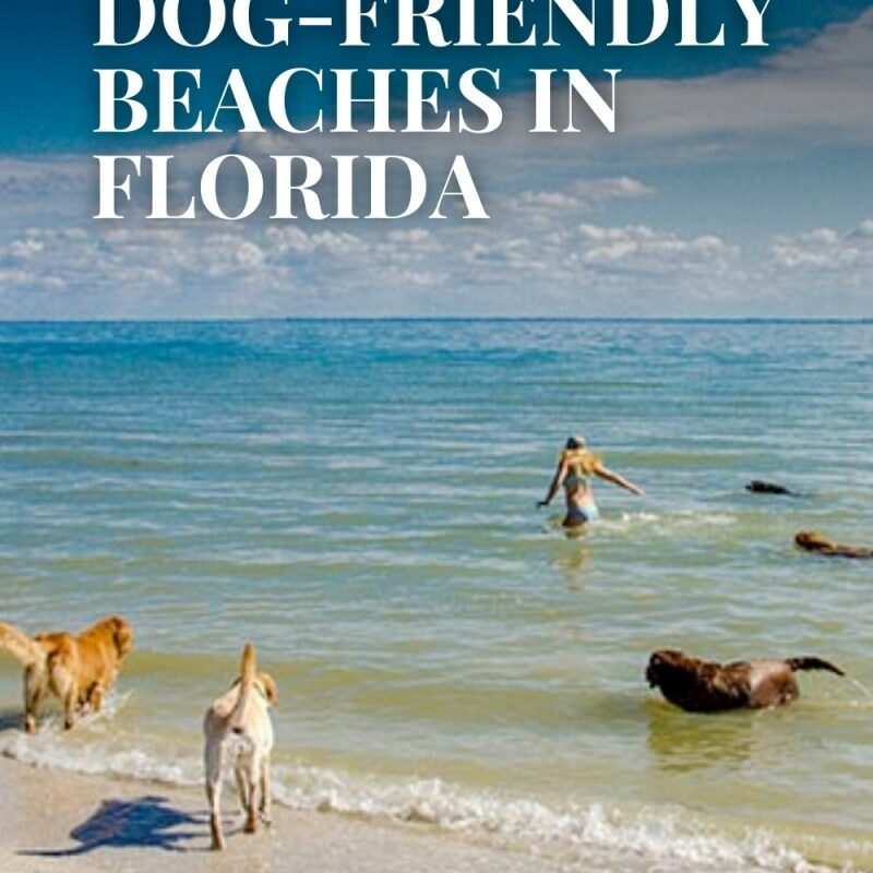 Vacation Spots Near Me Dog Friendly