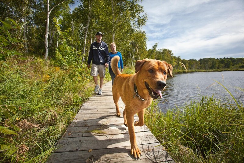 Vacations To Go On With Your Dog